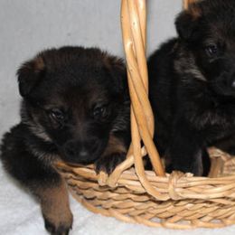 German Shepherd and Rhodesian Ridgeback Puppies from Sugar Paws Pets