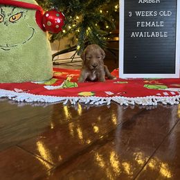 Goldendoodle Puppies from Coastal Georgia Exotics