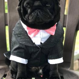 Havanese and Pug Puppies from Casa Blanca Pugs & Mardi Gras Havanese
