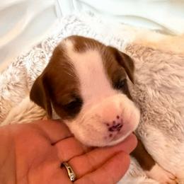 Green - Fawn male Boxer puppy in Evington, Virginia from Boxer Tails