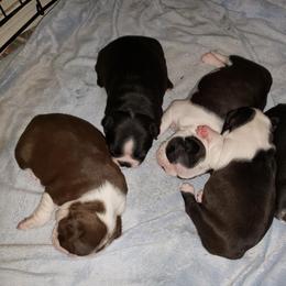 Boston Terrier Puppies from Beatrice's Kennels