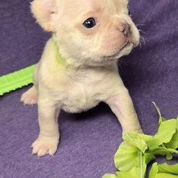 French Bulldog Puppies from MiAdorableFrenchies
