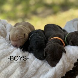 Goldendoodle Puppies from O’Doodle Clan Goldendoodles