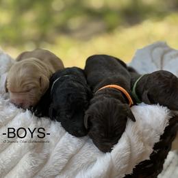 Goldendoodle Puppies from O’Doodle Clan Goldendoodles