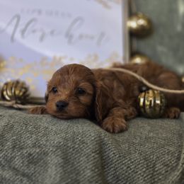 Rudolf - Red male Cavapoo puppy in Lincolnton, North Carolina from Cuddable Pups