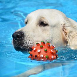 Golden Retrievers from Golden Sensation Kennel