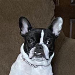 French Bulldogs from Kelle Freels