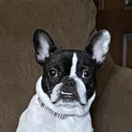 French Bulldogs from Kelle Freels