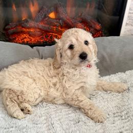 Lollipop - Cream female Goldendoodle puppy in Pensacola, Florida from Goldendoodles Love You in Pensacola Friend Edition