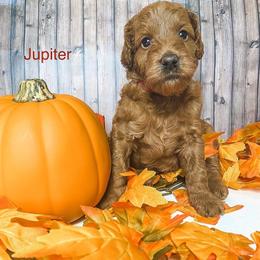Goldendoodle Puppies from Zink Doodles