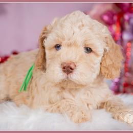 Gretchen - Red female Cockapoo puppy in Connersville, Indiana from Deaz Doodle Ranch