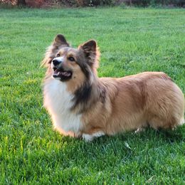 American Corgi and Pembroke Welsh Corgi All Grown Up from Lindsey Martin
