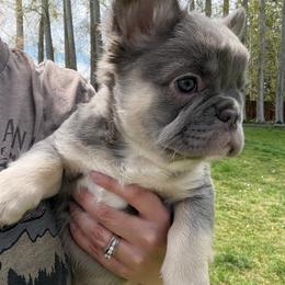 Molly - Tricolors female French Bulldog puppy in Klamath Falls, Oregon from Brittany's French Bulldogs