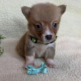 Girl 3 - female Pembroke Welsh Corgi puppy in Boonville, Indiana from M&J Country Kennels