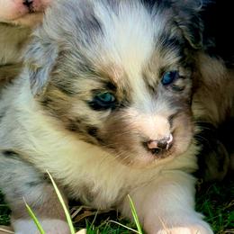 Josie - Blue merle female Australian Shepherd puppy in Mineral Wells, Texas from A6 Australian Shepards