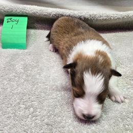 Peter - White and sable male Shetland Sheepdog puppy in Caldwell, Texas from Candyce Witte