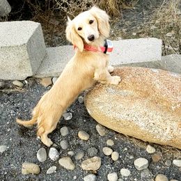 Baby - Dachshund