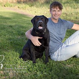 HUK - Labrador Retriever