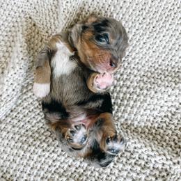 Australian Shepherd Puppies from Ember Aussies NJ/NY/PA