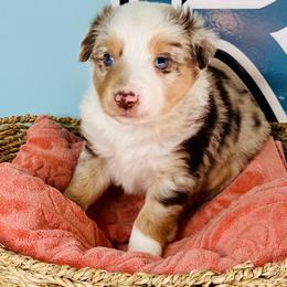 Red Merle boy 1 - Red merle male Toy Australian Shepherd puppy in Oklahoma City, Oklahoma from Faith River Aussies
