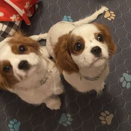 Cavalier King Charles Spaniel Puppies from Christina’s Cavaliers