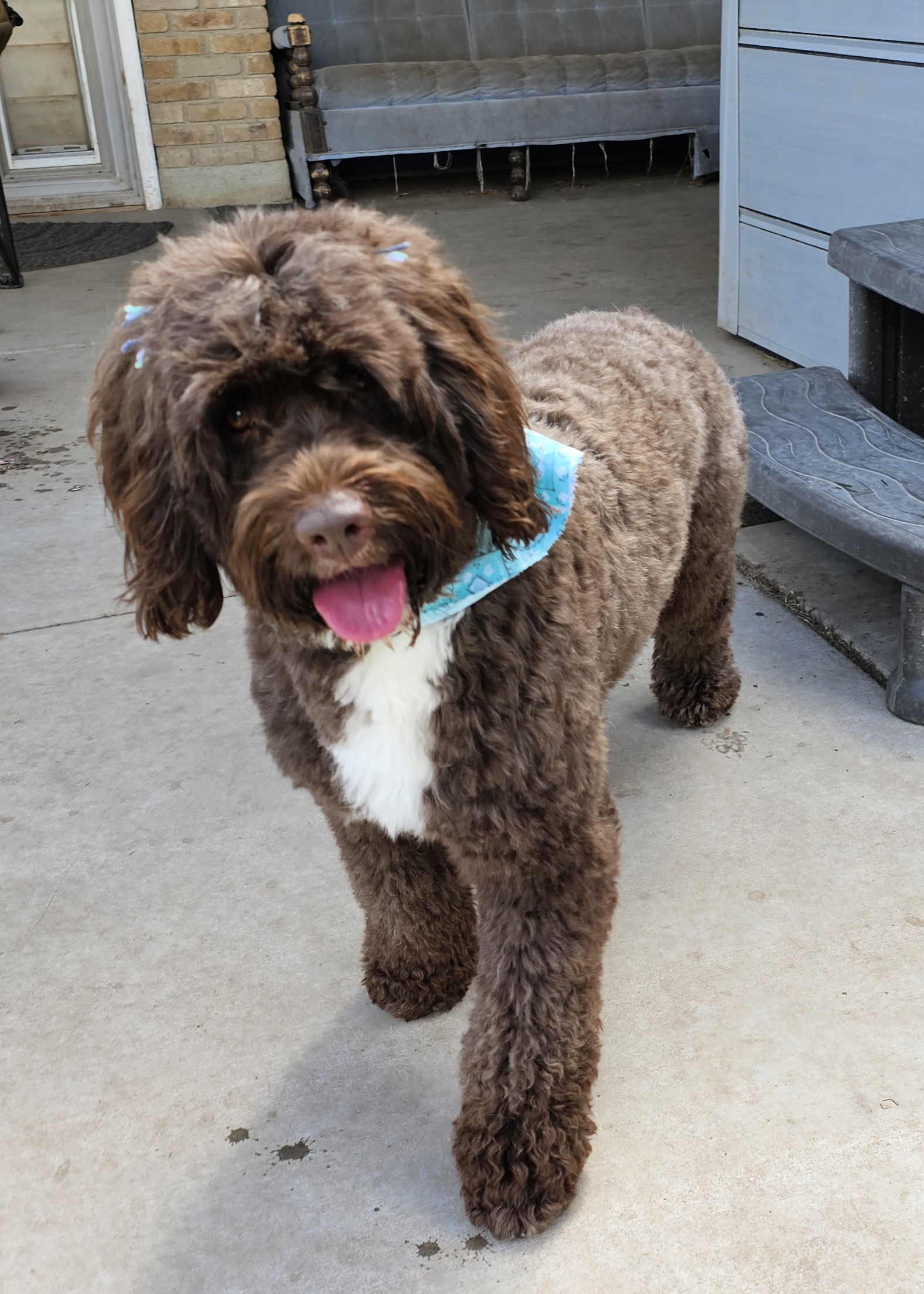 Penny - Portuguese Water Dog
