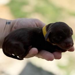 Boy 1 - Yellow - Chocolate and tan male Dachshund puppy in London, Kentucky from Steele Half Acre Homestead