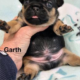 Garth - Black and tan male French Bulldog puppy in Germantown, Ohio from LaBelle Bulldogs