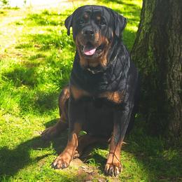 Zara - Rottweiler