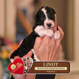 Lindt - Black and white female Sheepadoodle puppy in Cleveland, Tennessee from Narrow Path Old English & Sheepadoodles