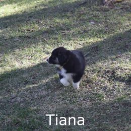 Australian Shepherd Puppies from Glacier Aussies