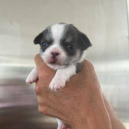 Morgan - Blue and white male Chihuahua puppy in Huntington Beach, California from Amy’s Chihuahuas