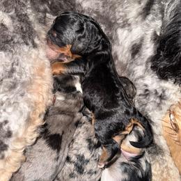 Onyx - Merle male Cavapoo puppy in Knoxville, Tennessee from Duke’s Forever Doodles