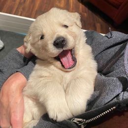 Golden Retriever Puppies from EP's Golden Retrievers