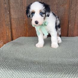 Rio - Blue merle male Aussiedoodle puppy in Eastland, Texas from H5 Mini Doodles
