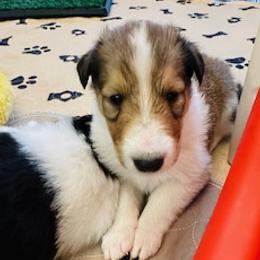 Boy 4 - male Scottish Collie puppy in Newcastle, Wyoming from Sundance Scottish-Colleys