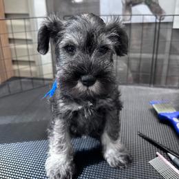 Blue collar male - Salt and pepper male Miniature Schnauzer puppy in La Fayette, Georgia from Daniels Mini Schnauzers
