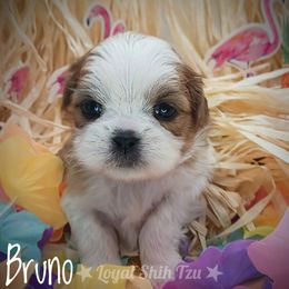 Shih Tzu Puppies from Loyal Shih Tzu