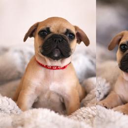 French Bulldog Puppies from White Hippo Frenchies