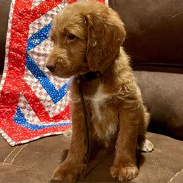 Old Glory (Brown) - Apricot male Labradoodle puppy in Mechanicville, New York from Deuce's Doodles