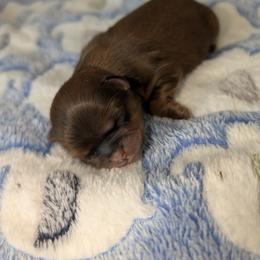 Noah - Red male Shih Tzu puppy in Port Huron, Michigan from Shih Tzu Cottage
