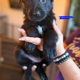 Elias (Blue) - Black male German Shepherd puppy in New Holstein, Wisconsin from Bolwerk’s 3B Acres