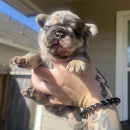 Dior - Tricolors female French Bulldog puppy in Porter, Texas from Red Label Frenchies