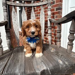 Paul - Red male Cavapoo puppy in Mint Hill, North Carolina from DoodleForever