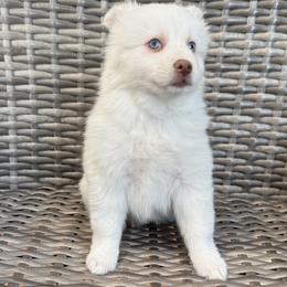 Meringue - White female Pomsky puppy in Hudson, New Hampshire from Granite State Pomskies