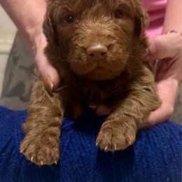 Blue Male - Brown male Chesapeake Bay Retriever puppy in Houston, Texas from Monarch Chesapeakes