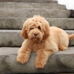 Wanda - Caramel female Australian Labradoodle puppy in Williamstown, New York from Lewis Manor Labradoodles