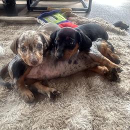 Dachshund Puppies from Dapper Doxies
