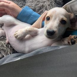 5 Sunny Kelsey - Dapple male Dachshund puppy in Central Point, Oregon from MRS Long Dog Ranch