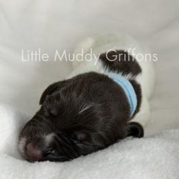 Light blue male - Brown and gray male Wirehaired Pointing Griffon puppy in Williston, North Dakota from Little Muddy Griffons